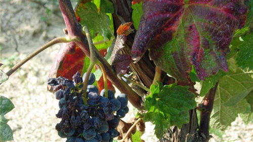 Flavescenza dorata della vite: massima attenzione.