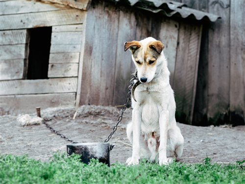 Divieto di detenere cani alla catena